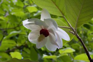 magnolia-seiboldii-flowerleaf