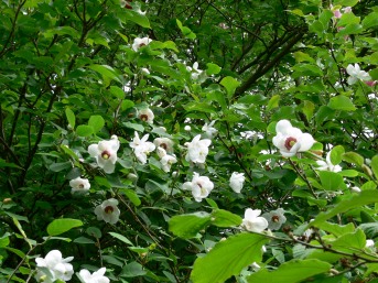 magnolia-seiboldii-leaves