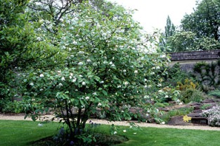 magnolia-seiboldii-tree