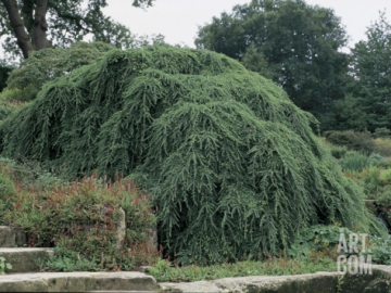 weeping-hemlock-plants-in-a-garden-tsuga-canadensis-pendula-_i-G-49-4917-BDL9G00Z